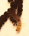 Sialis velata