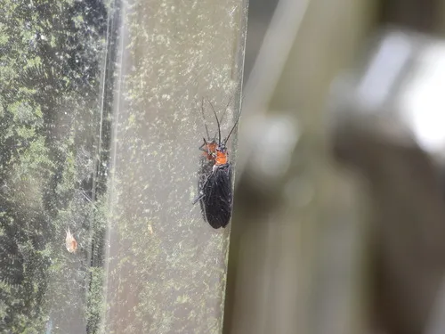 Sialis versicoloris