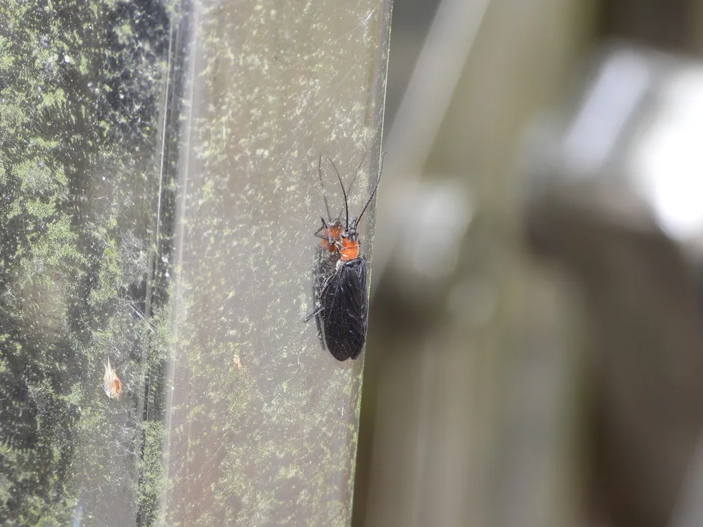 Sialis versicoloris - photo 2