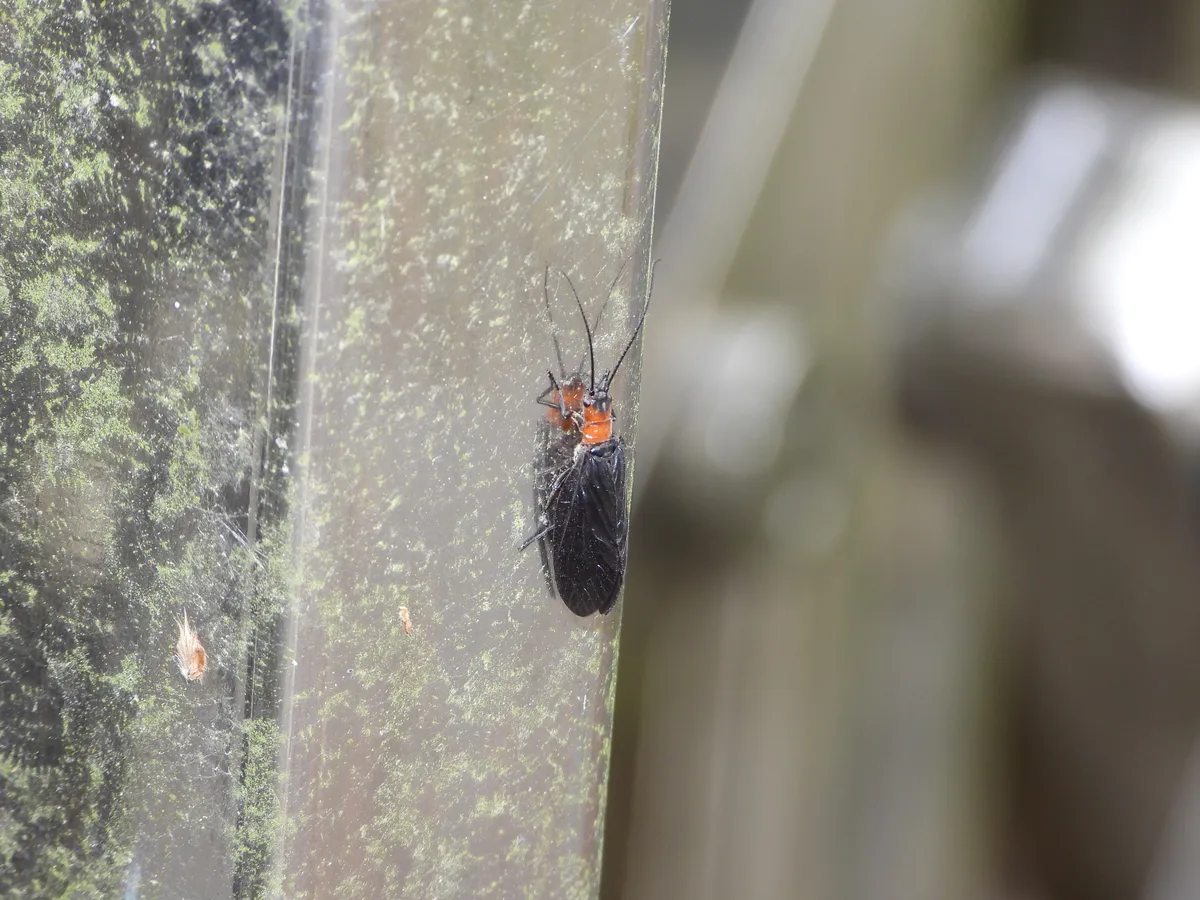 Sialis versicoloris - photo 3