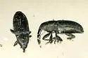 Sibariops confertus - photo 2