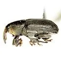 Sibariops confertus - photo 4