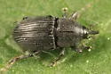 Sibariops confusus