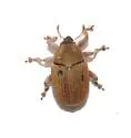 Sibinia fulva