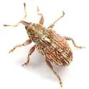 Sibinia hispida