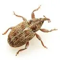 Huisache Sibinia Weevil