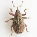 Huisache Sibinia Weevil - photo 2