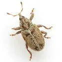 Huisache Sibinia Weevil - photo 3