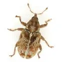 Huisache Sibinia Weevil - photo 4