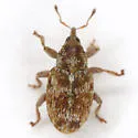 Huisache Sibinia Weevil - photo 5