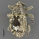 Sibinia maculata