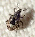 Sibinia maculata - photo 4
