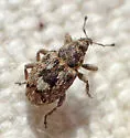 Sibinia maculata - photo 5