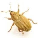 Sibinia ochreosa