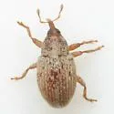 Sibinia ochreosa - photo 2
