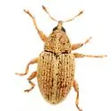 Sibinia ochreosa - photo 3