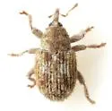 Sibinia pallida