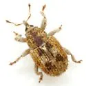 Sibinia pallida - photo 2