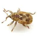 Sibinia pallida - photo 3