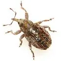 Sibinia ruidula