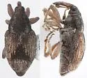 Sibinia sellata - Sibinia sellata