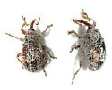 Mesquite Sibinia Weevil - Sibinia setosa