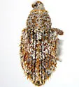 Mesquite Sibinia Weevil - photo 2