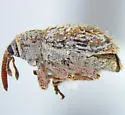 Mesquite Sibinia Weevil - photo 3