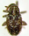 Mesquite Sibinia Weevil - photo 4