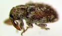 Mesquite Sibinia Weevil - photo 5