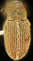 Sibinia sibinioides - Sibinia sibinioides