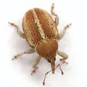 Sibinia suturalis - photo 2