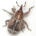 Sibinia transversa - photo 2