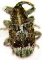 Sibinia transversa - photo 3