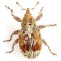 Sibinia transversa - photo 4