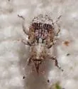 Sibinia transversa - photo 5