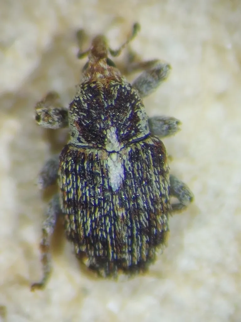 Sibinia variegata - photo 2