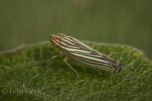 Sibovia compta