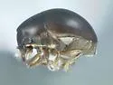 Sicanthus rhizophorae - photo 2