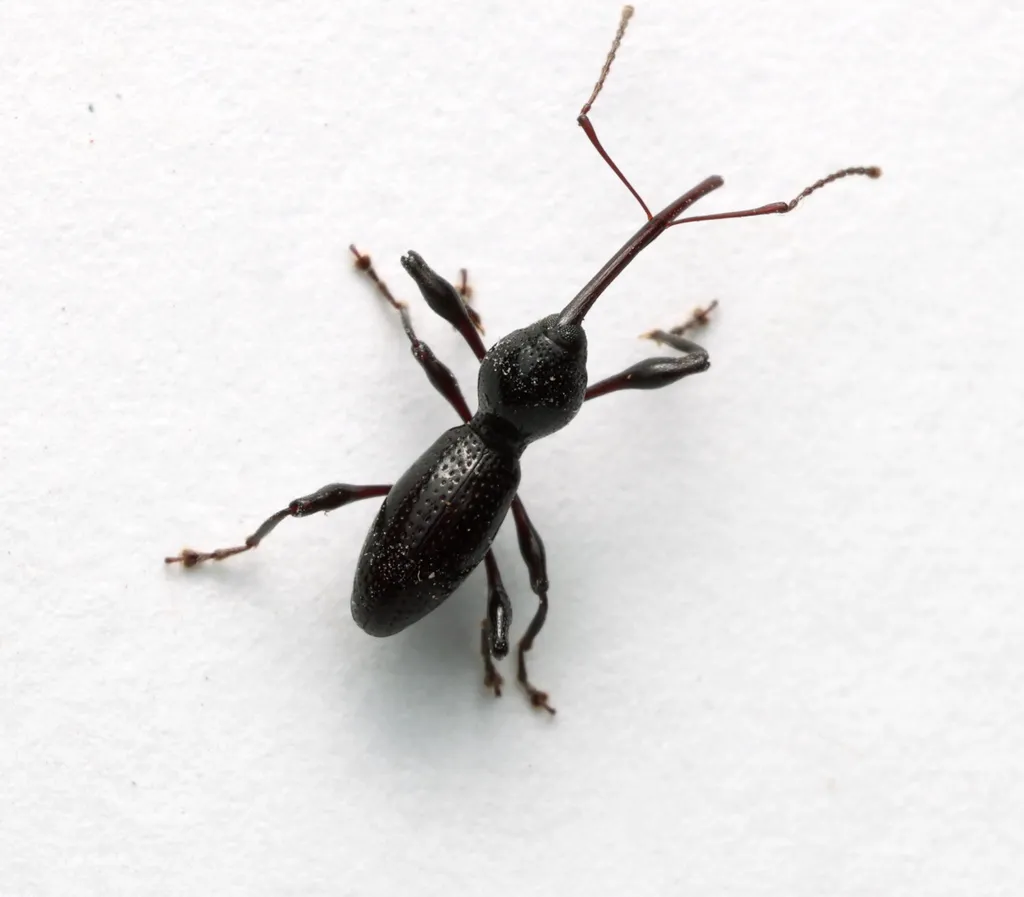 Sicoderus tinamus - photo 2