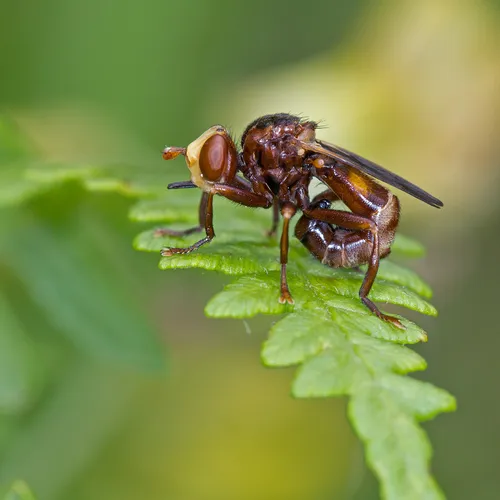 Sicus ferrugineus