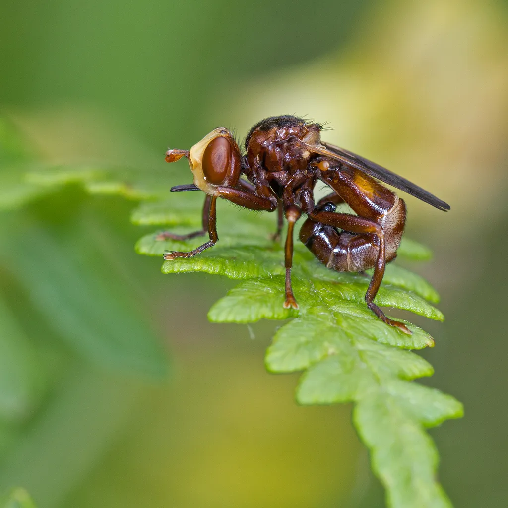 Sicus ferrugineus - photo 2