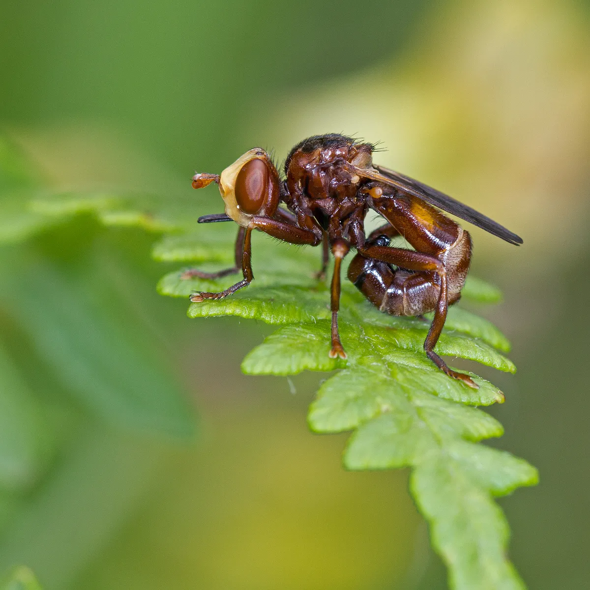 Sicus ferrugineus - photo 3
