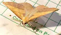 Sicya crocearia - Hodges#6911 - Sicya crocearia