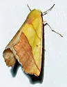 Sicya crocearia - Hodges#6911 - photo 2