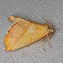 Sicya crocearia - Hodges#6911 - photo 4