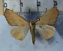 Sicya laetula - Hodges#6913