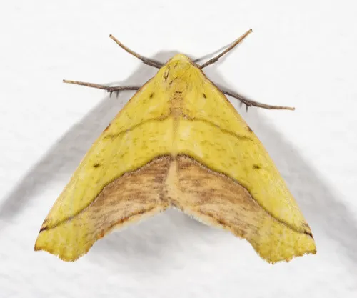 Sharp-lined Yellow - Hodges#6912
