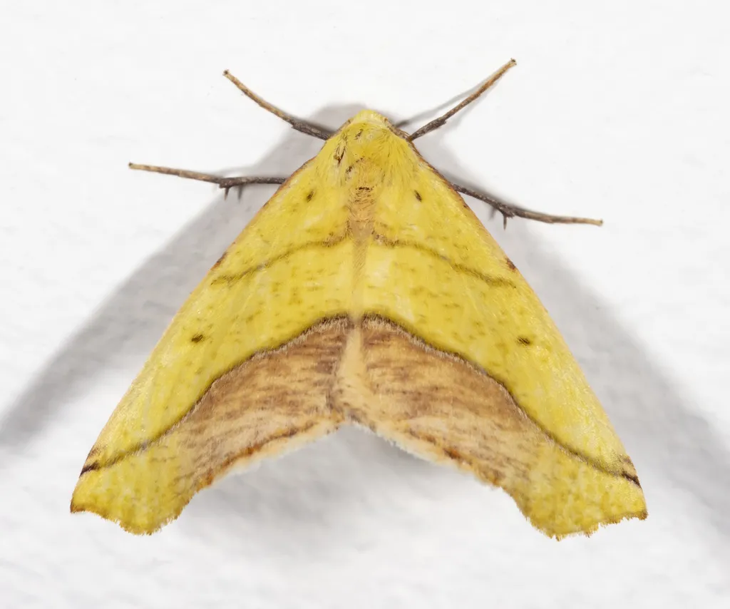 Sharp-lined Yellow - Hodges#6912 - photo 2