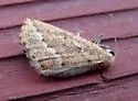 Sicya morsicaria - Hodges#6915